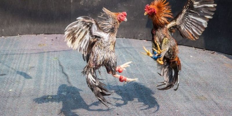 Đá Gà Cựa Tròn ABCVIP – Hình Thức Giải Trí Kịch Tính