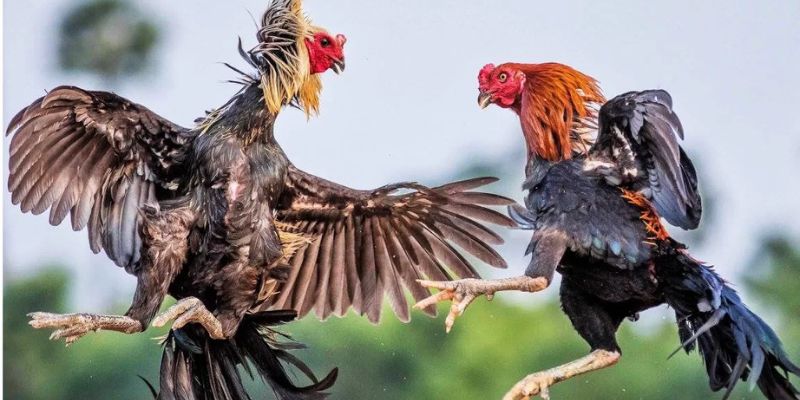 Tìm hiểu về kinh nghiệm để tăng cơ hội ăn tiền lớn